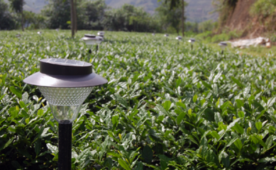 创新改革:福建绿腾生态名茶持续发展动力 - 茶联网